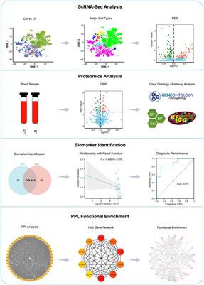 Frontiers Integrative Analysis Of Col A In Lupus Nephritis Insights